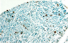 マウス胚（E7）後根神経節のパラフィン包埋切片（10 µm）を作製した。