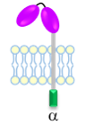 GAM_fcgr_cd32a_2.png