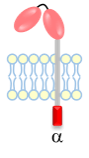 GAM_fcgr_cd32c_4.png