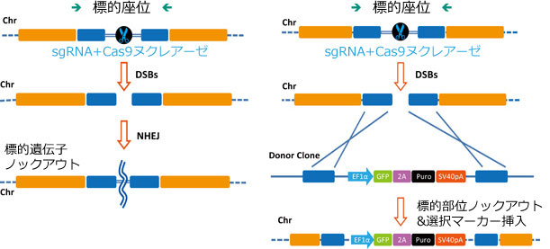 CRISPR-Cas9ɂ`qHw