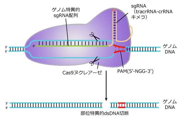 CRISPR-Cas9 ɂQmҏWTv