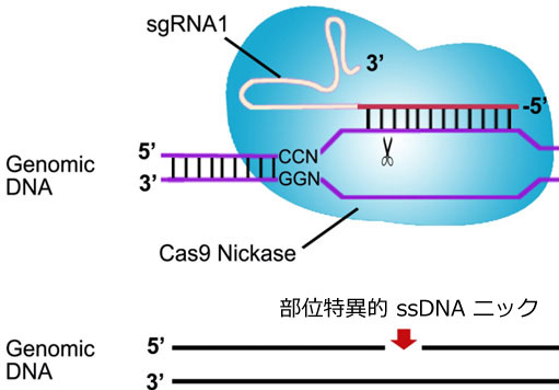 Ɉʒu{ؒf𐶂Cas9jbJ[[̖͎}