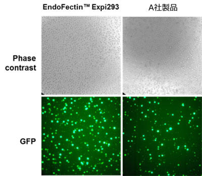 EndoFectin™ Expi293 を用いた、浮遊細胞株 Expi293F へのトランスフェクション効率