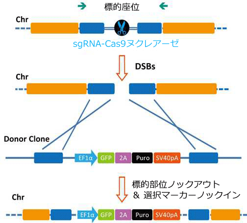 図1．CRISPR-Cas9を利用した相同組換え(HR,HDR)の作用機序。
