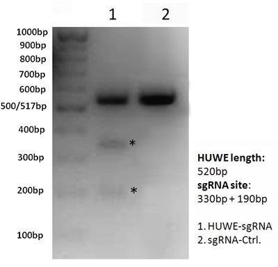 HEK293TזEpHUWE I-sgRNA/Cas9ɂHUWE I `qWI