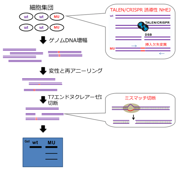 T7GhkNA[[I~X}b`ؒfAbZCɂTALEN܂CRISPR@\