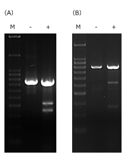 Cas9-sgRNAɂҏWꂽQmT7GhkNA[[I