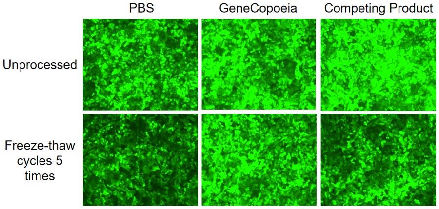 GCP_lentivirus-storage-buffer_01.jpg