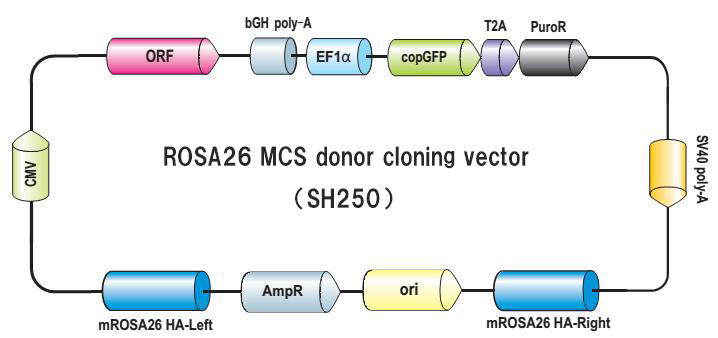 Genome-CRISP™ マウスROSA26セーフ・ハーバー遺伝子ノックインキットの模式図