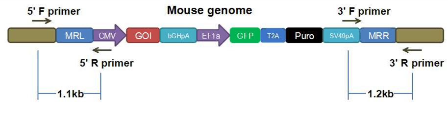 Genome-CRISP™ マウスROSA26セーフ・ハーバー遺伝子ノックインキットの模式図