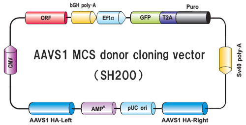 AAVS1 sgRNA/Cas9発現クローンおよびドナーDNAプラスミド