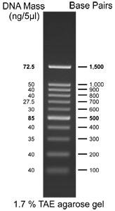 100bp DNA Ladder RTU (Ready-to-Use)