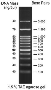 100bp DNA Ladder H3 RTU (Ready-to-Use)