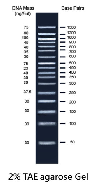 50bp plus DNA Ladder RTU (Ready-to-Use)