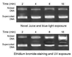 Novel Juice（上段）と臭化エチジウム（下段）の検出比較