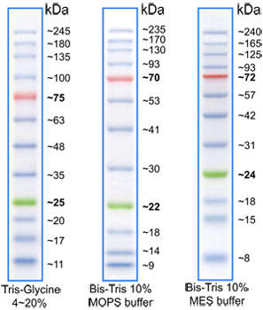 BLUeye Prestained  Protein Ladder