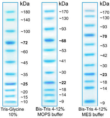 BlueAQUA Prestained  Protein Ladder