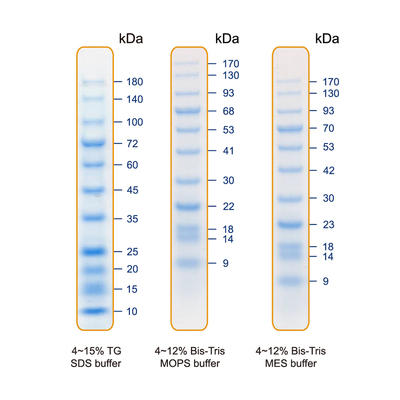 Blu11 Prestained Protein Ladder