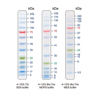 Blu13 Prestained Protein Ladder