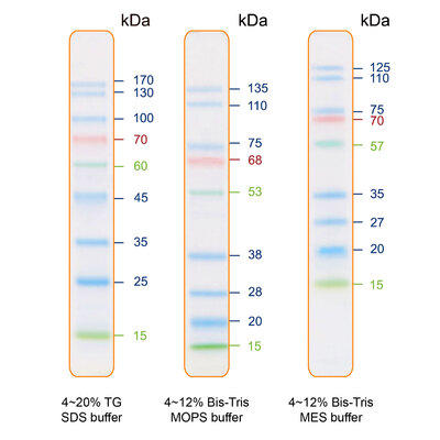 IRIS9 plus Prestained  Protein Ladder