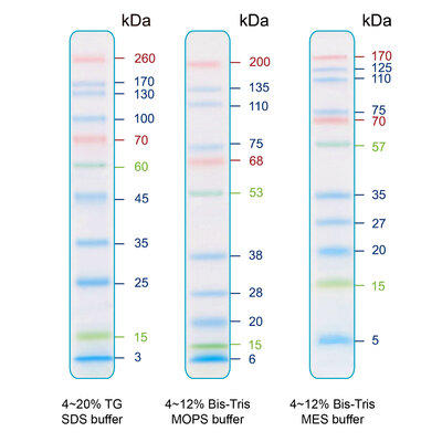 IRIS11 Prestained  Protein Ladder