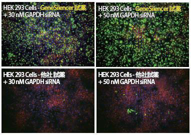 GeneSilencer と他社トランスフェクション試薬でHEK293細胞に30、50nM の Silencer FAM Labeled GAPDH siRNA をトランスフェクトし、比較