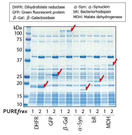 GFK_PUREfrex_04_2.jpg