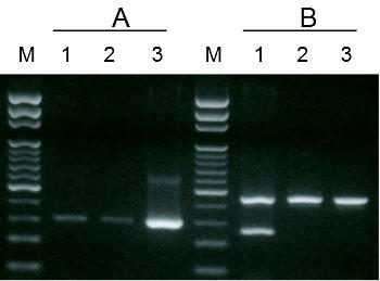 }1@Micro-Elute DNA ^oLbgp DNA ZkAсAAK[XQ DNA 