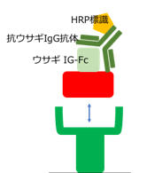 SARS-CoV-2 XpCN`RBDEETMFc^O