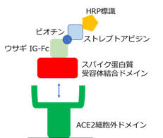 rI`SARS-CoV-2 XpCN`RBDEETMFc^O