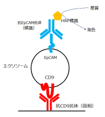 EpCAM/CD9 Exosome ELISA kit̏i摜