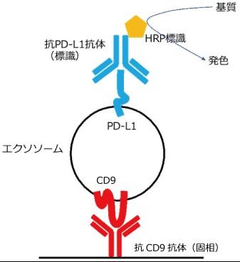 PD-L1 zGN\\[ELISALbg