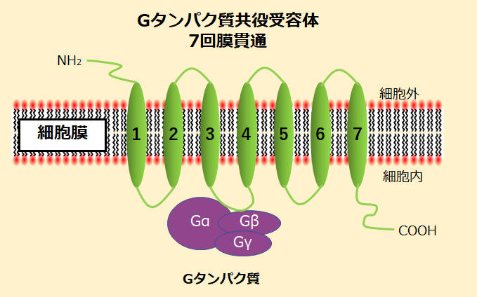 HAK_membrane_antibody_01.jpg