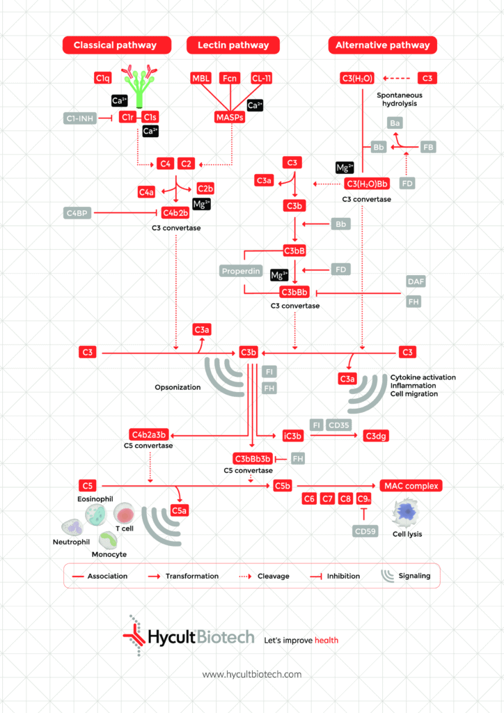 complement pathway