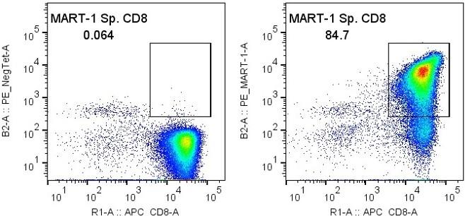 HEM_Tcell_03.jpg