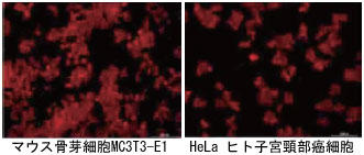 マウス骨芽細胞MC3T3-E1、Helaヒト子宮頚部癌細胞