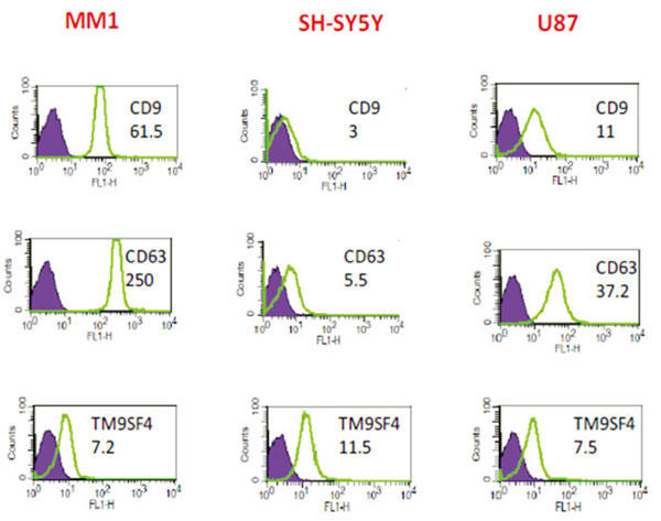 MM1細胞、SH-SY5Y細胞、U87細胞から精製したエクソソームに含まれるエクソソームマーカー（CD9、CD63、TM9SF4）のFACS解析