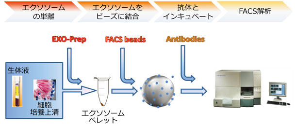 Exo-FACS Ready to use Lbg