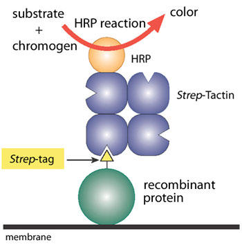 Strep-Tactin(R) conjugate