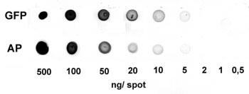 Strep-Tactin(R) AvP[V