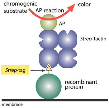 Strep-Tactin(R) conjugate