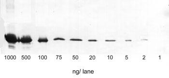 Strep-Tactin(R) AvP[V