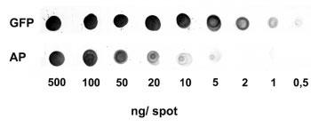 Strep-Tactin(R) AvP[V