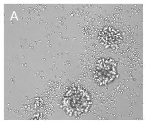 IBA_CD3CD28_Streptamer_cluster_A.jpg