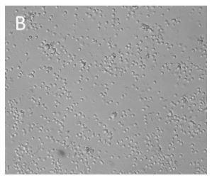 IBA_CD3CD28_Streptamer_cluster_B.jpg