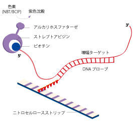 INNO-LiPA MYCOBACTERIA v2̓o[XnCu_C[[V̌ɊÂĂ܂B