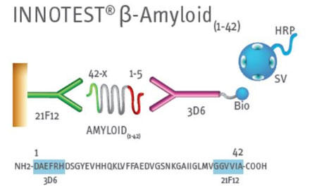 INNOTEST® β-A~Ch(1-42)Lbg