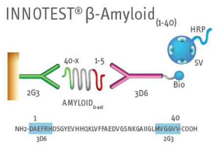 INNOTEST® β-A~Ch(1-40)Lbg