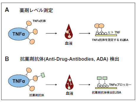 TNF&alpha;ubJ[̑