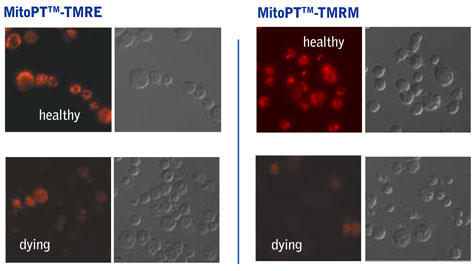 MitoPT™-TMREijMitoPT™-TMRMiEjŐF